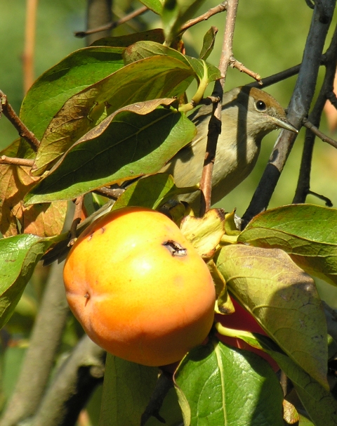 Capinera  - Sylvia atricapilla